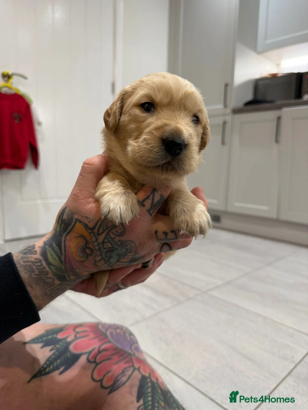 Goldador dogs for sale: Exceptional Goldadoor puppies! - Advert 5