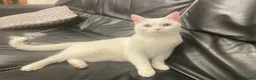 Mixed Breed cats for sale: Beautiful Pure White Indoor Cat. - Advert 1