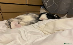 Mini Lop rabbits for sale: Toby and Lola - Image 3