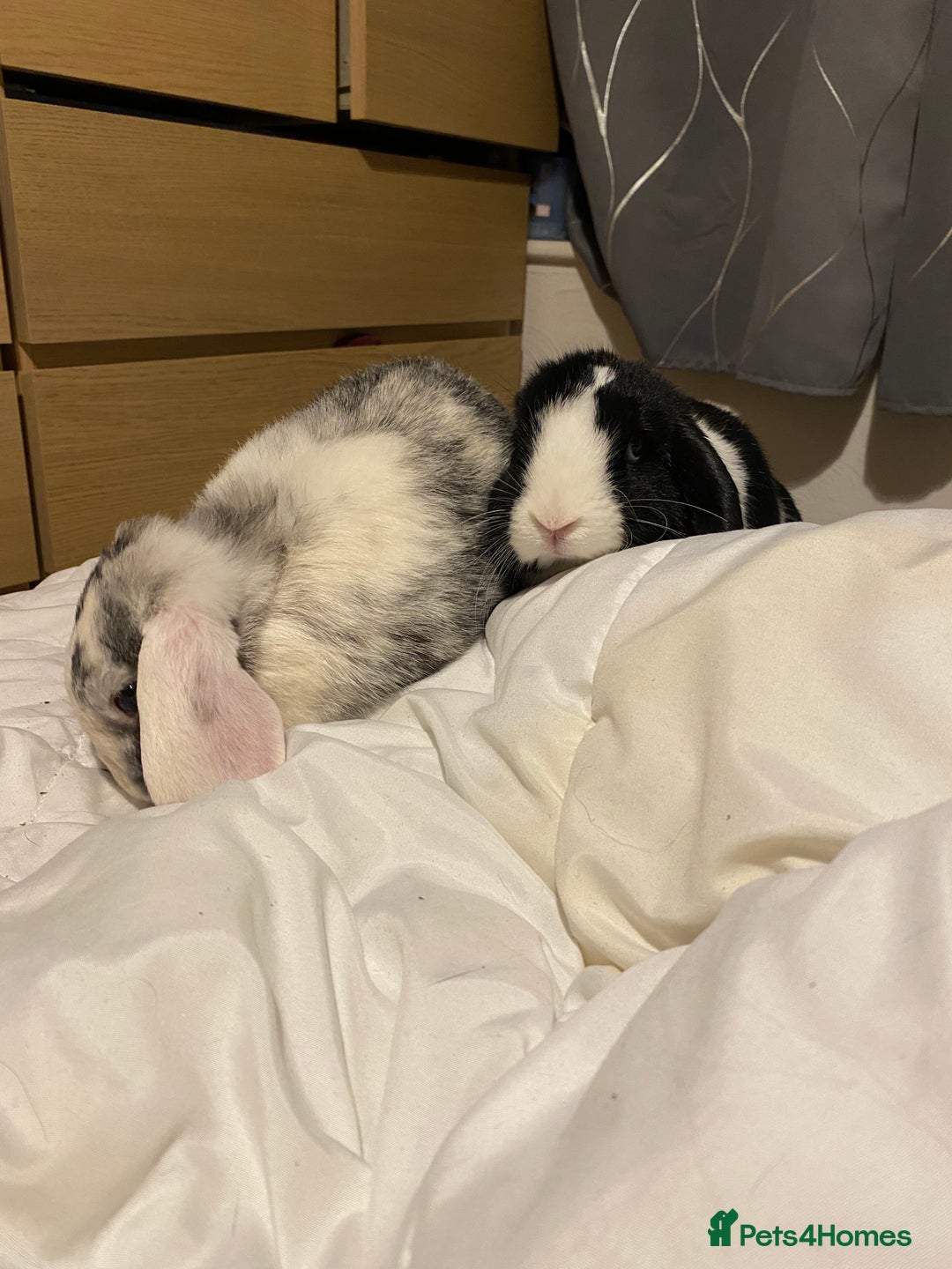 Mini Lop rabbits for sale: Toby and Lola - Image 3