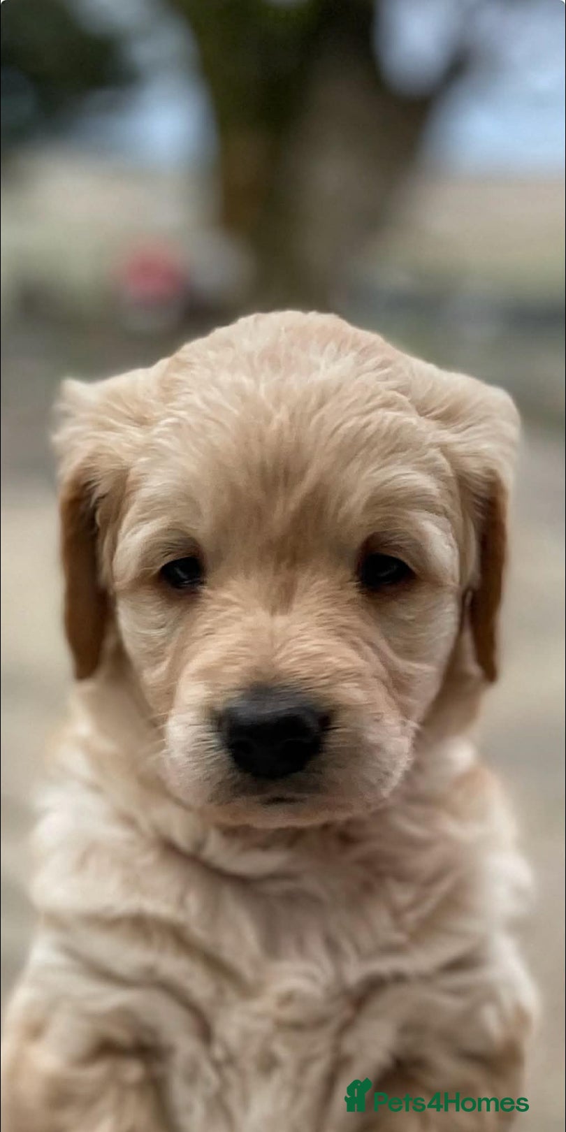 Goldendoodle dogs Stunning F2 Goldendoodle Puppies - Advert 2