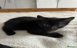 Russian Blue cats for sale: Russian Shorthair Kittens!   - Image 6