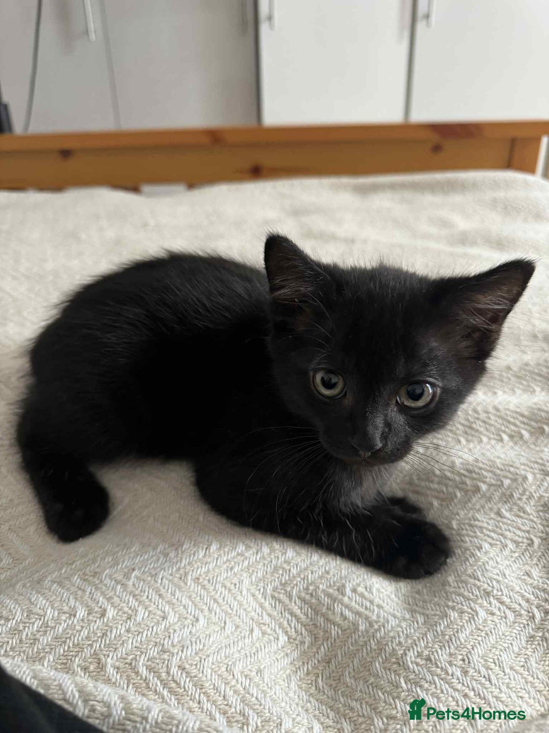 Russian Blue cats for sale: Russian Shorthair Kittens!   - Image 6