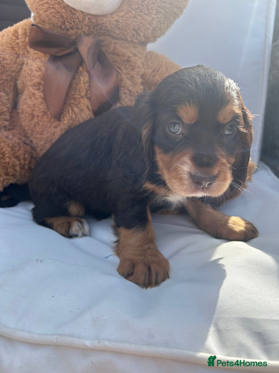 Cocker Spaniel dogs for sale: Miniature working Cocker spaniel puppies for sale - Image 1