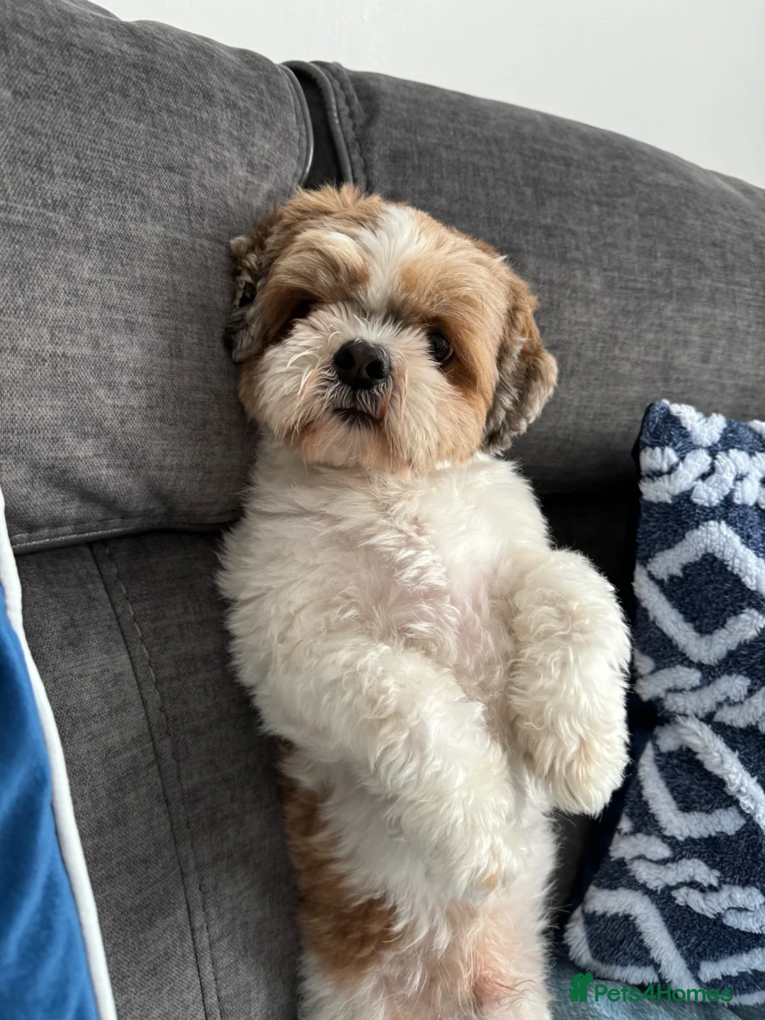 Shih Tzu dogs for stud: 6 year old Male Shih Tzu, available for stud - Advert 5