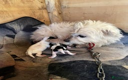 Jack Russell dogs for sale: Smooth Miniature jackrussel male - Image 2