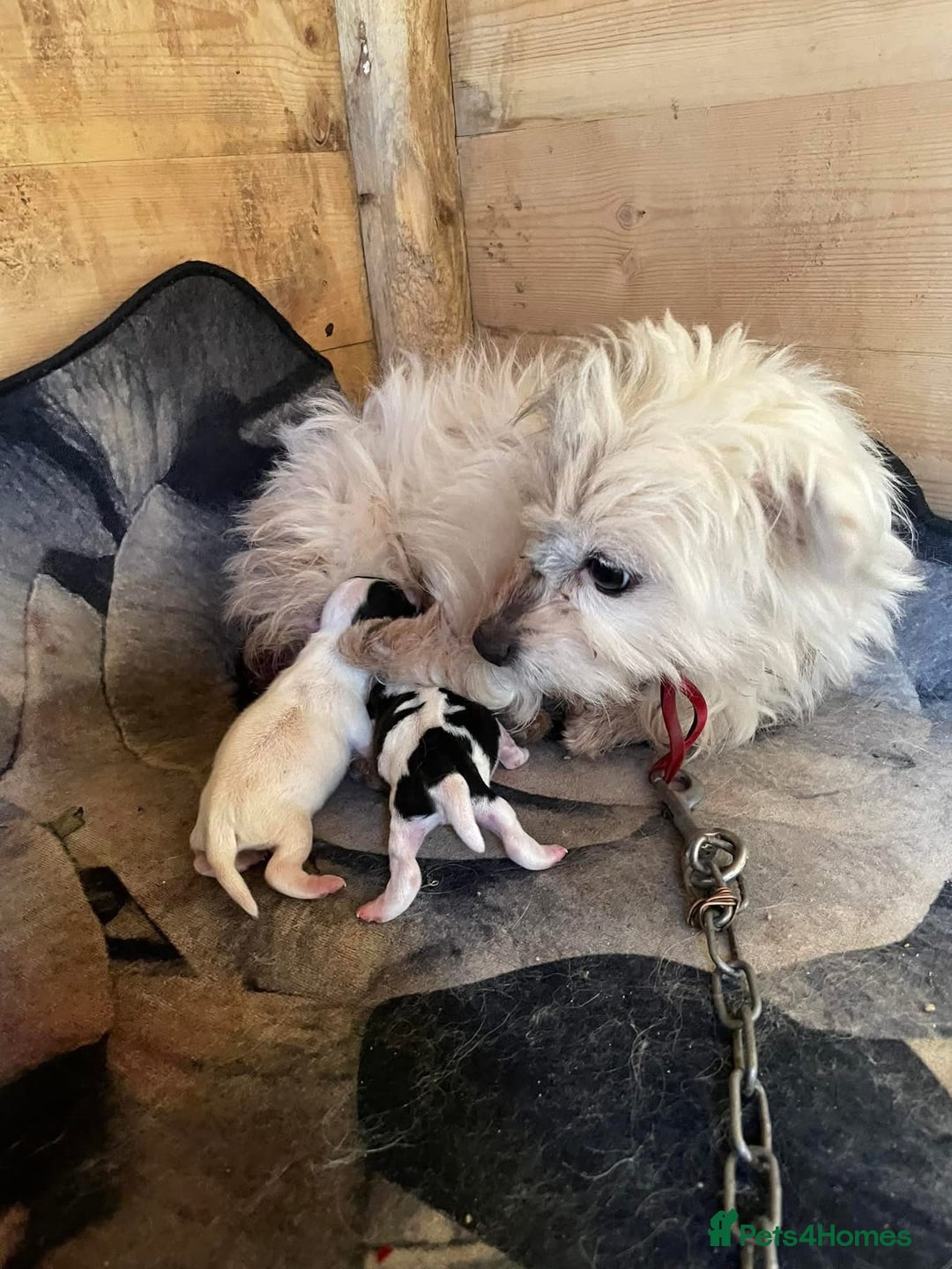 Jack Russell dogs for sale: Smooth Miniature jackrussel male - Image 2