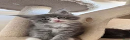 Maine Coon cats for sale: Beautifull Maine Coon kittens in Edinburgh - Advert 6