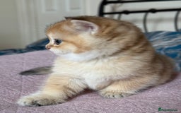 British Shorthair cats for sale: Champion line golden BSH - Image 13