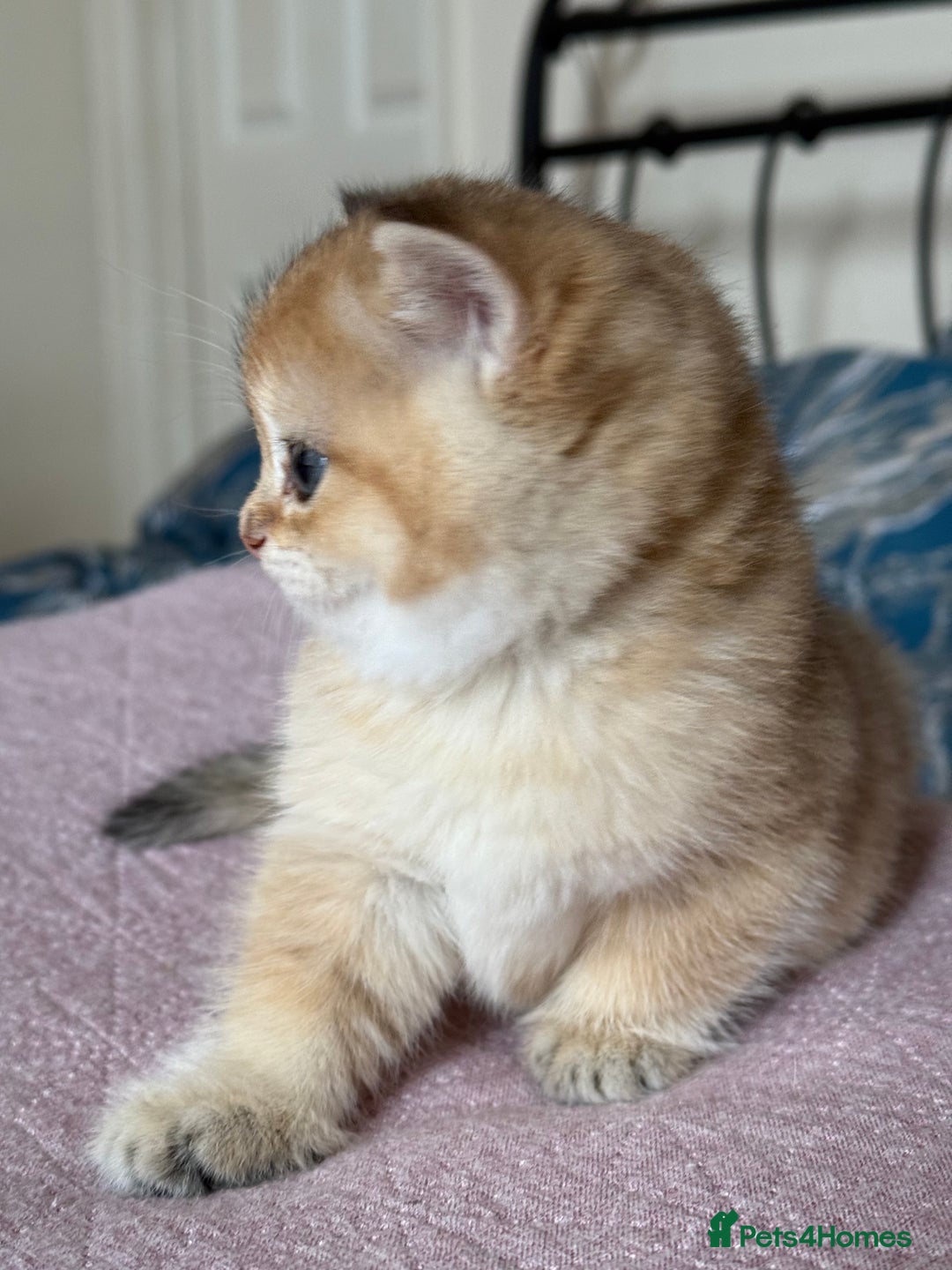 British Shorthair cats for sale: Champion line golden BSH - Image 13