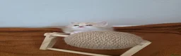 Persian cats for sale: Persian/Marine Coon  in Dunstable - Advert 13