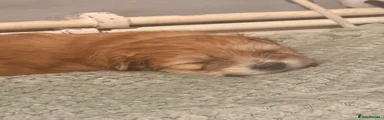 Mixed Breed Puppy 6