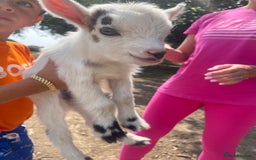 Goats livestock for sale: Pygmy goats - Image 9