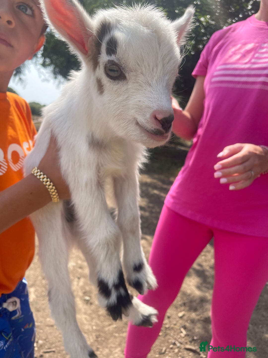 Goats livestock for sale: Pygmy goats - Image 9