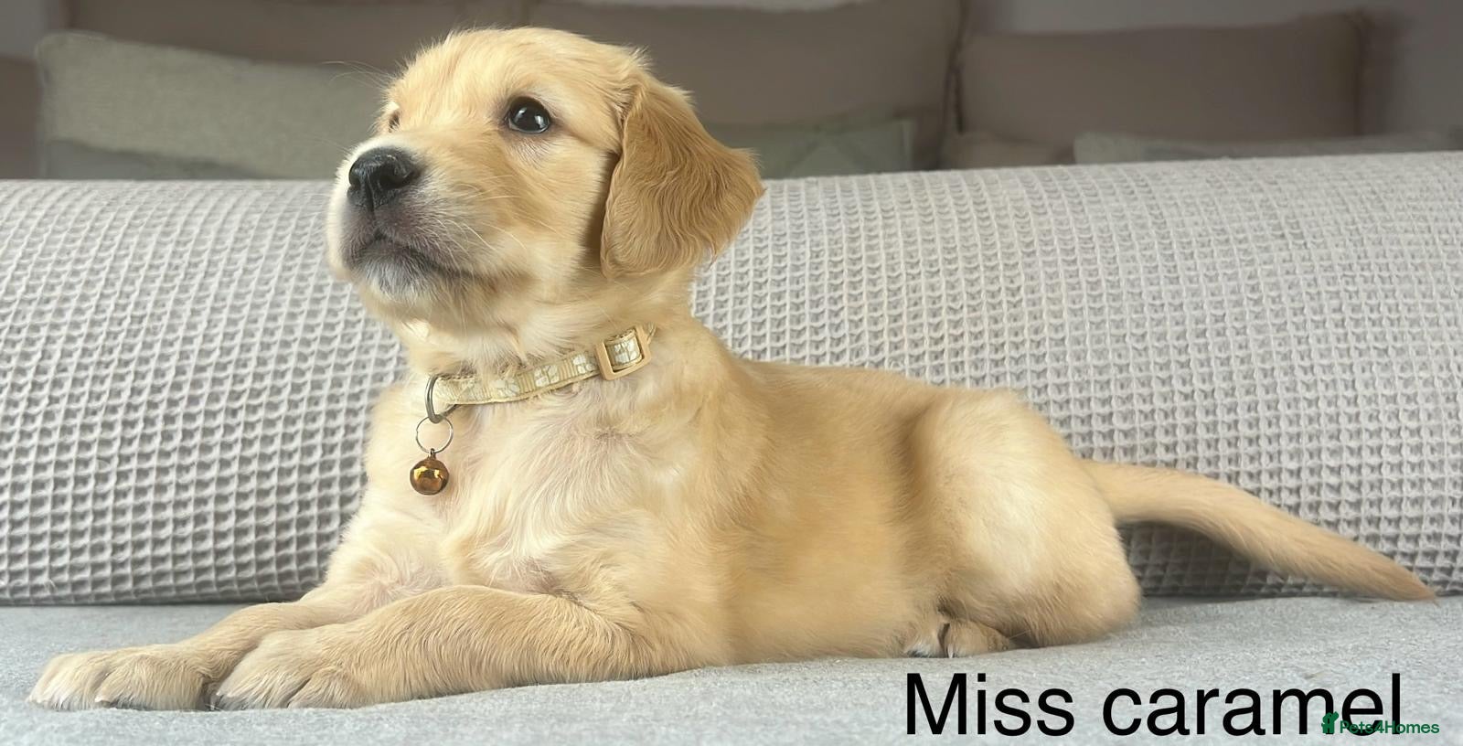 Golden Retriever dogs KC GOLDENS FROM HIP ELBOW DNA GOOD LINEAGE - Advert 5