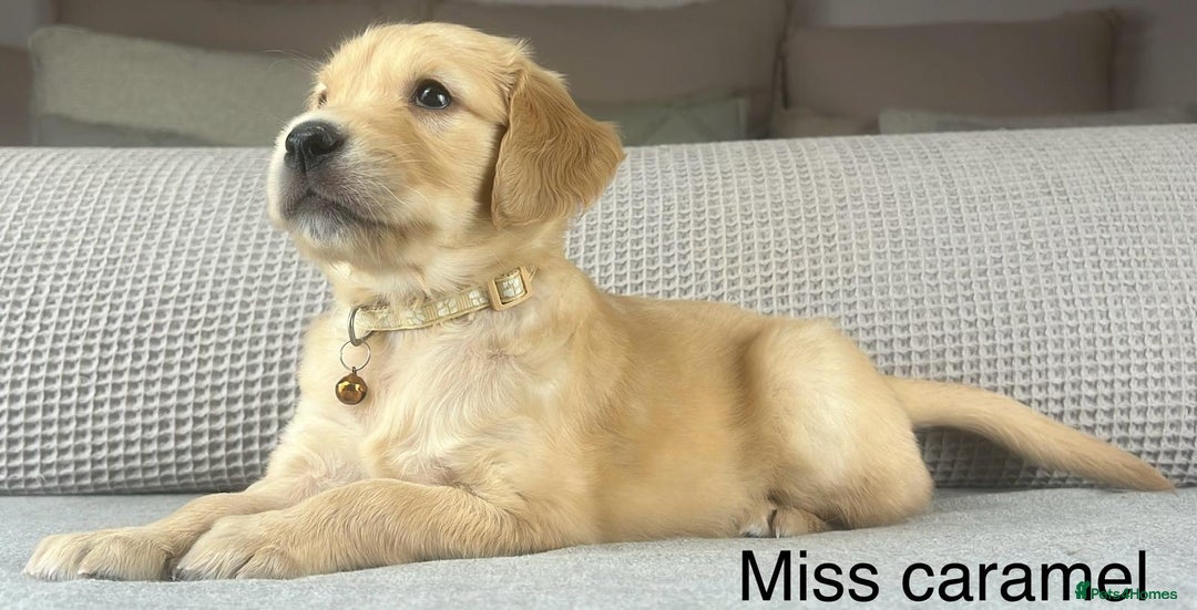 Golden Retriever dogs for sale: KC GOLDENS FROM HIP ELBOW DNA GOOD LINEAGE - Advert 29