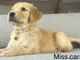 Golden Retriever dogs KC GOLDENS FROM HIP ELBOW DNA GOOD LINEAGE - Advert 6