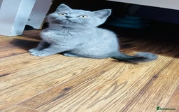 Scottish Fold cats for sale: Beautiful litter of Scottish fold  😍 - Image 27