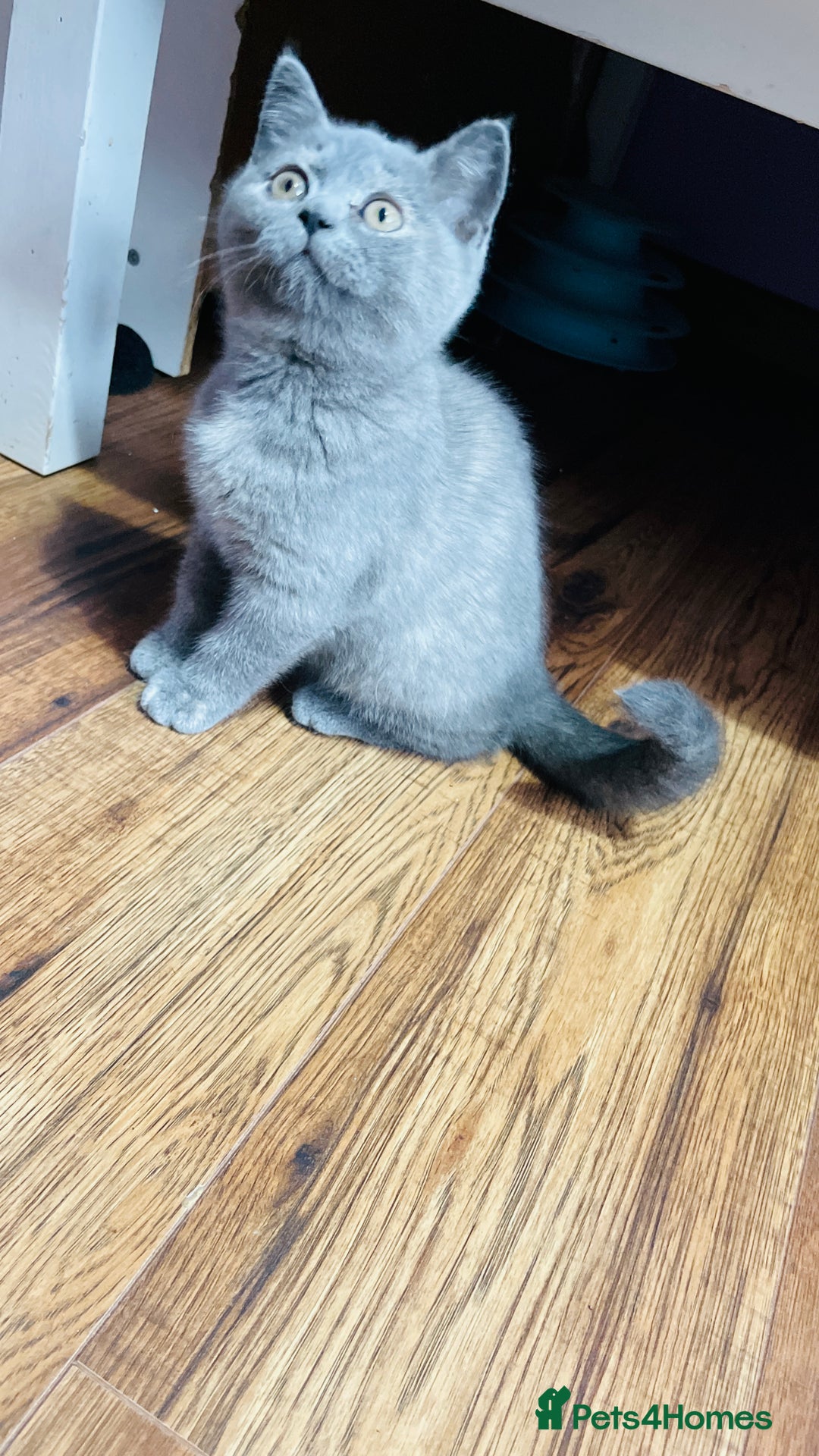 Scottish Fold cats for sale: Beautiful litter of Scottish fold  😍 - Image 27