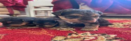 Welsh Terrier dogs for sale: Stunning litter of Welsh terrier puppies  - Advert 12