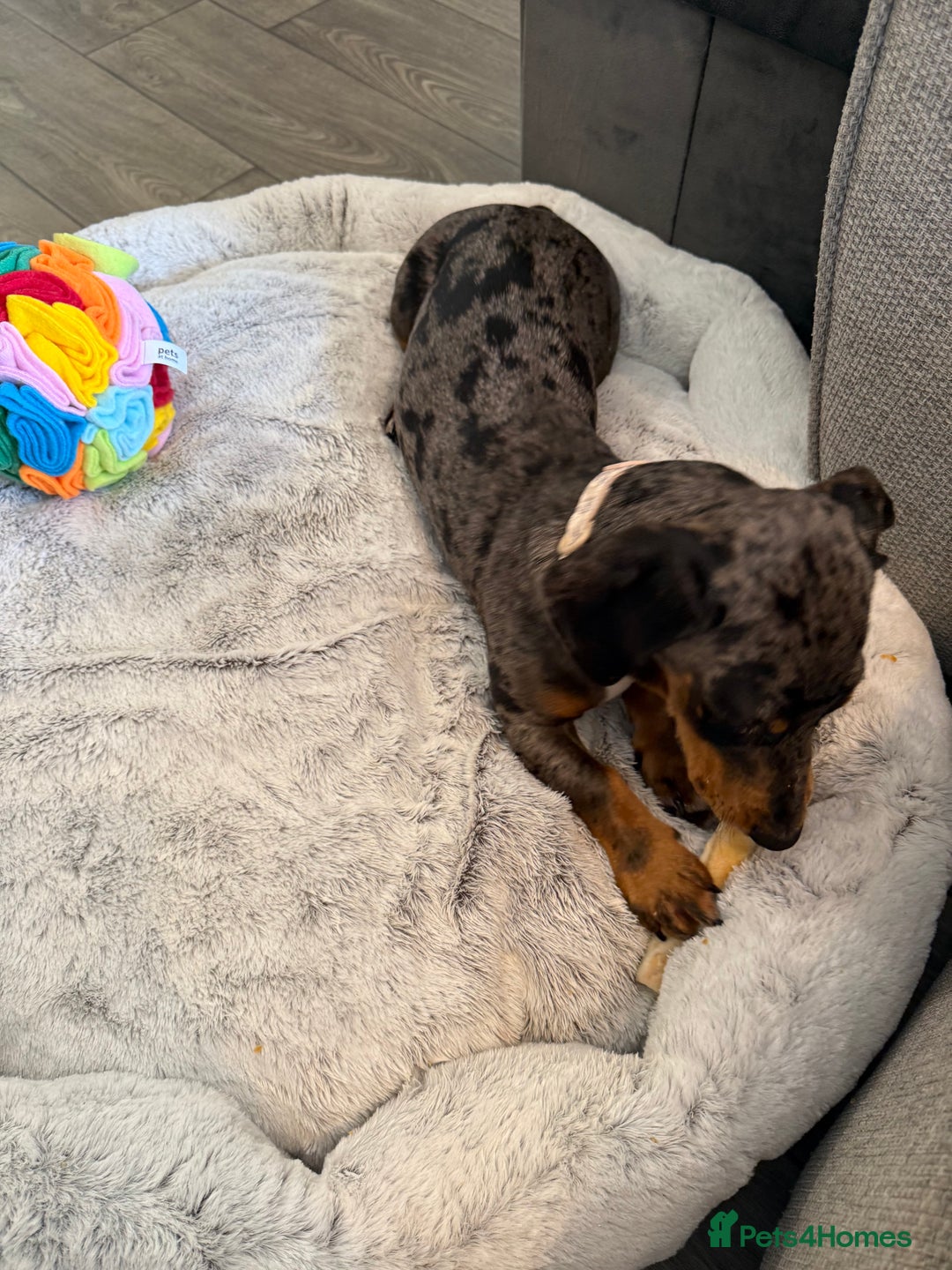 Dachshund dogs for sale: Male dapple dachshund  - Image 3