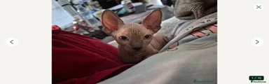 Sphynx 1