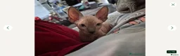 Sphynx cats for sale: Sphynx boy for sale - Advert 7