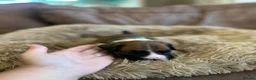 Boxer dogs for sale: Beautiful long and Bob tail kc reg puppies  - Advert 23