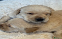 Goldador dogs for sale: Gorgoeus Goldador’s  - Image 8