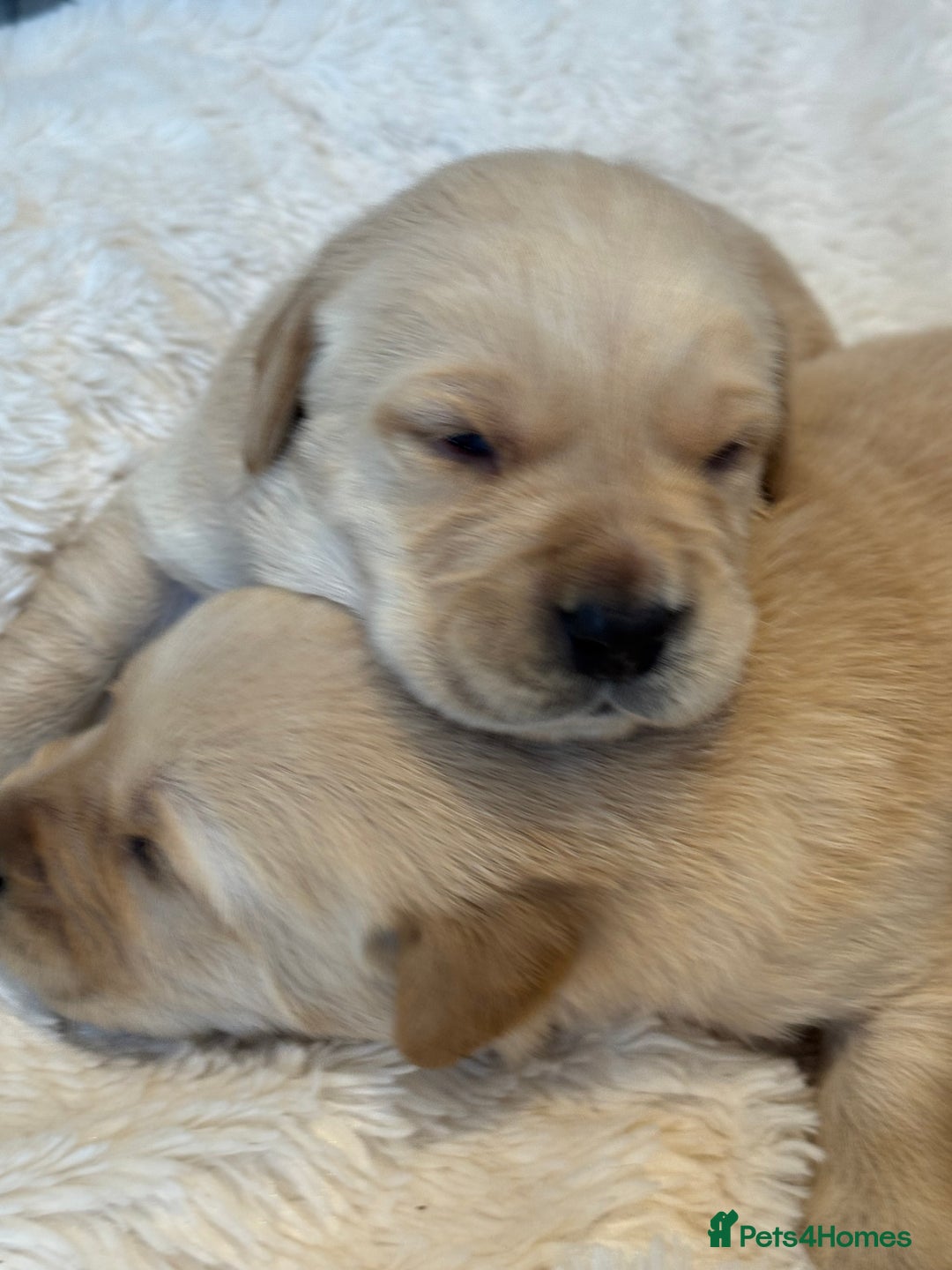 Goldador dogs for sale: Gorgoeus Goldador’s  - Image 8