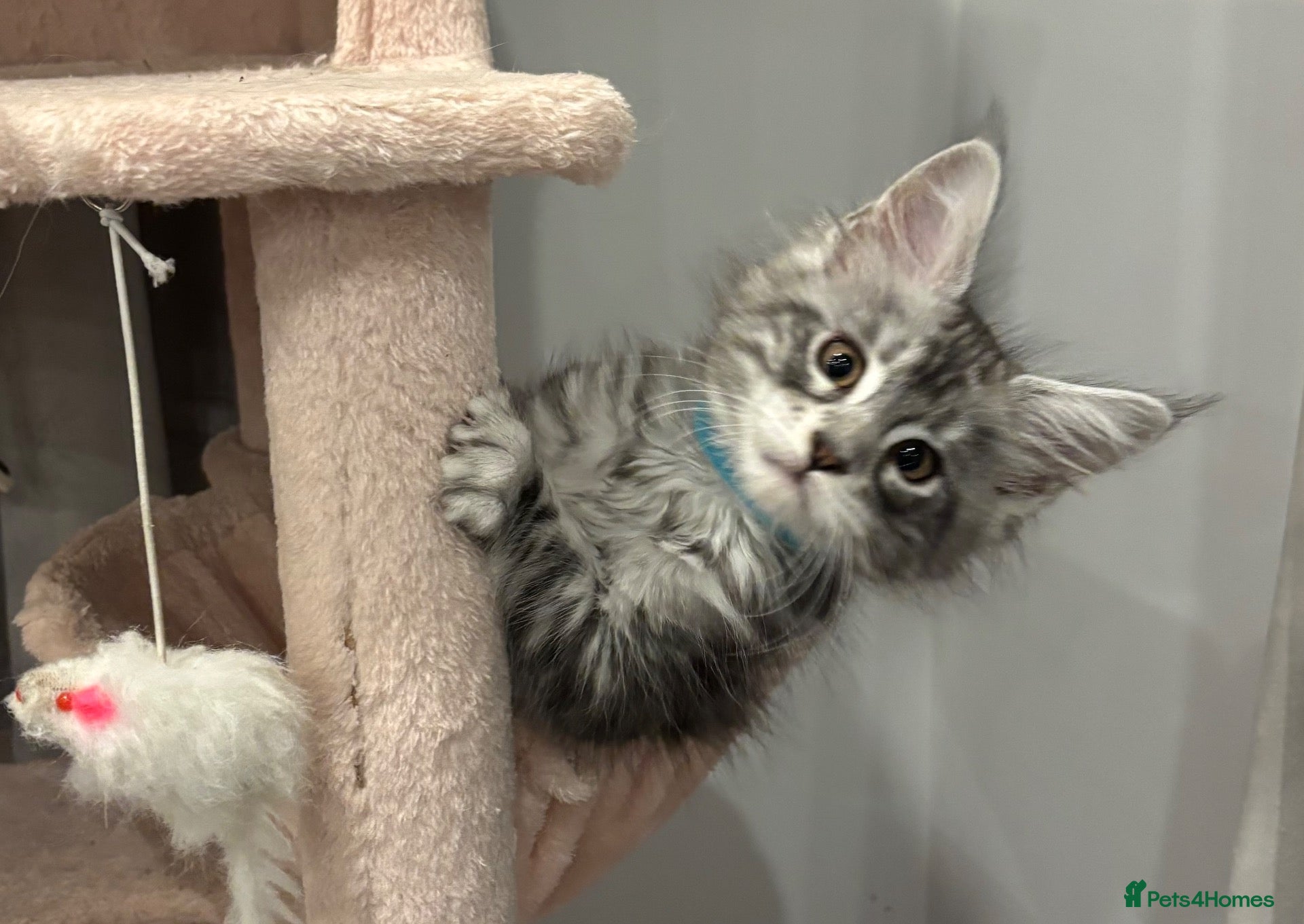 Maine Coon cats TICA & Council licensed Maine Coon kittens  - Advert 15