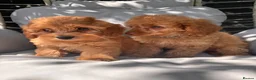 Cavapoo dogs for sale: Beautiful F1 Cavapoo Puppies  - Advert 5