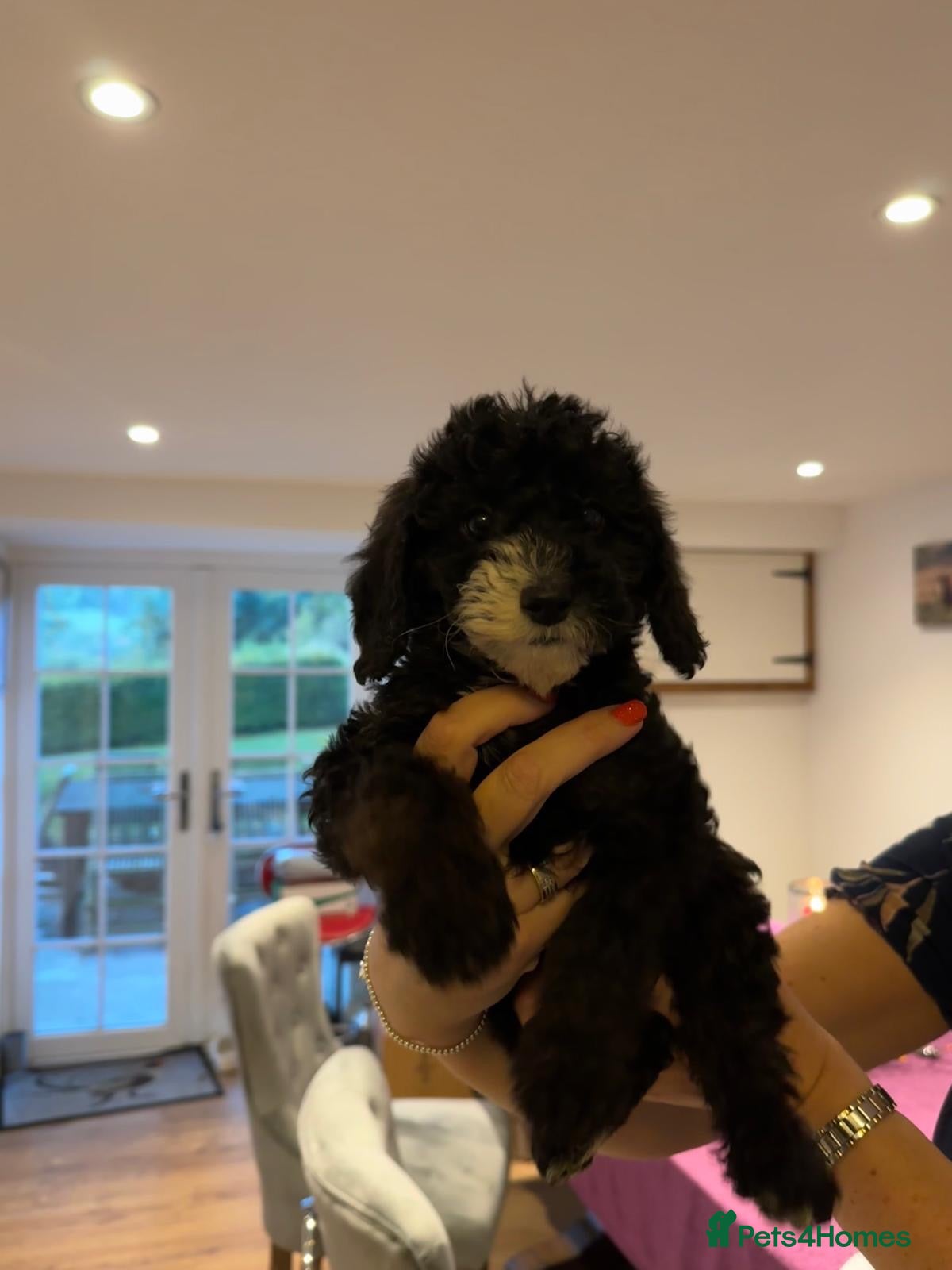 Labradoodle dogs for sale: Stunning F1B miniature labradoodles - Advert 1