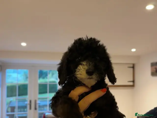 Labradoodle dogs for sale: Vet Checked and Perfect F1B miniature labradoodles - Advert 2