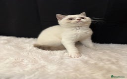 British Shorthair cats for sale: 💗 Gorgeous Full Pedigree BSH Trusted Breeder 💗 - Image 29