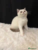 British Shorthair cats - Advert 5