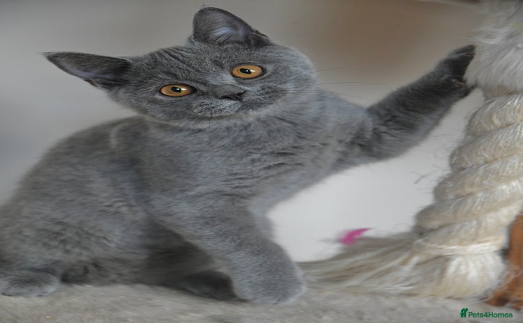 British Shorthair cats - Advert 3