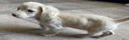 Miniature Dachshund dogs for sale: Outstanding mini cream longhaired dachshund pup  - Advert 4