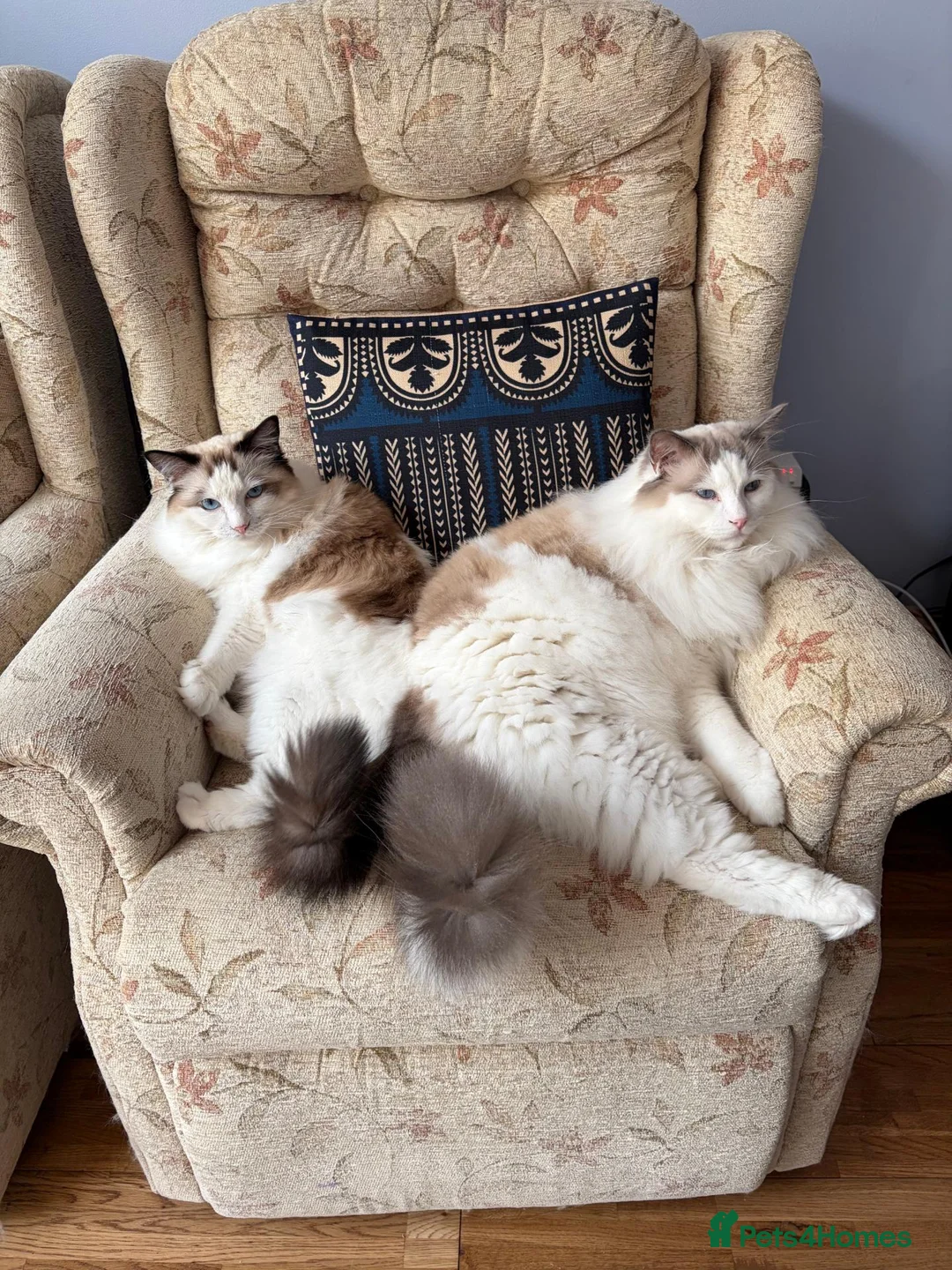 Ragdoll cats for sale: Two Ragdolls for Rehoming in Ilford - Advert 7