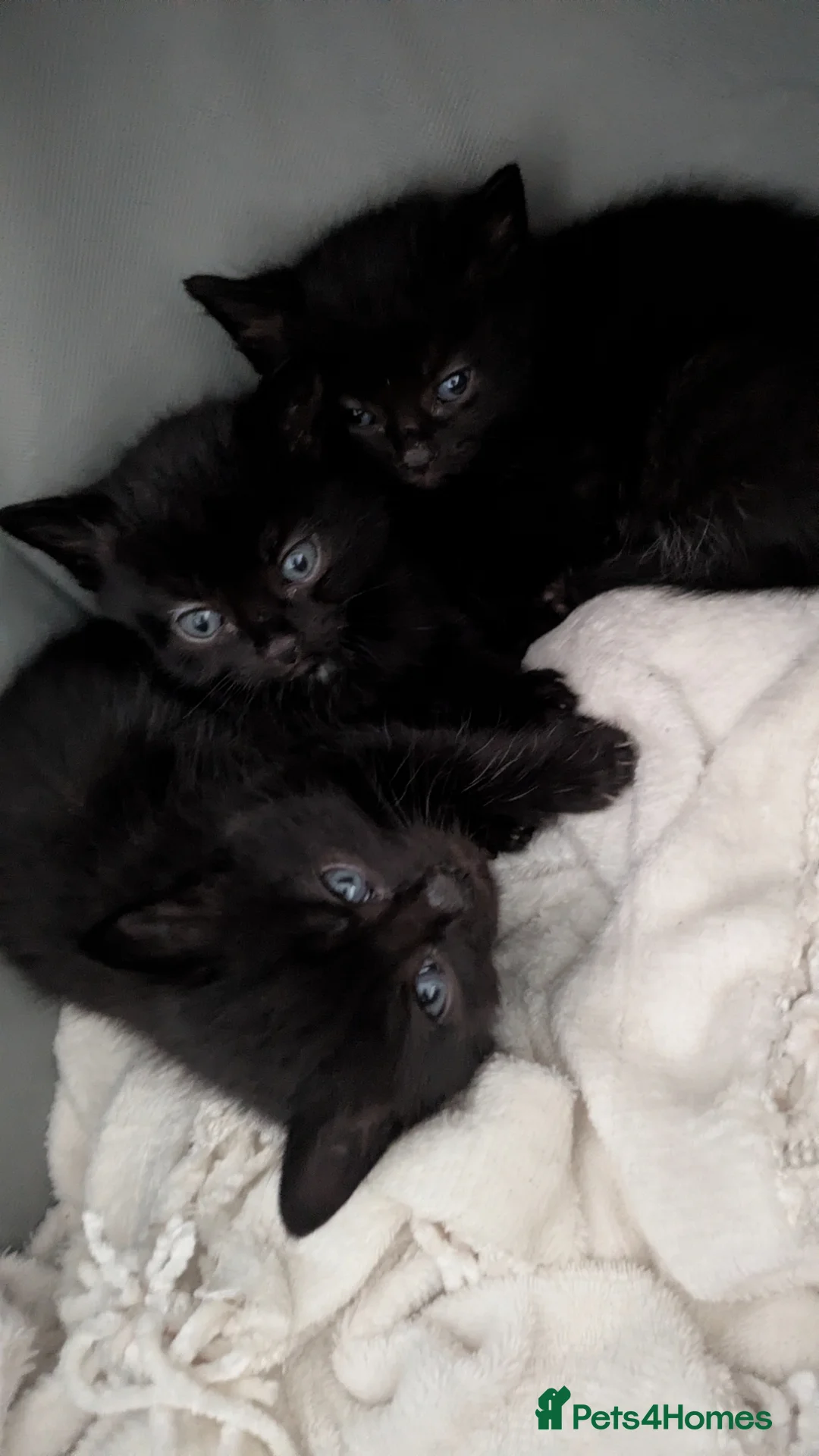 Mixed Breed cats for sale: 4 8 week old kittens ready for rehoming - Advert 21