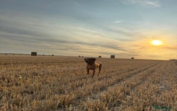 Labrador Retriever dogs for sale: FOX RED LABRADORS OUTSTANDING HEALTH 280 PLUS DNA - Image 17