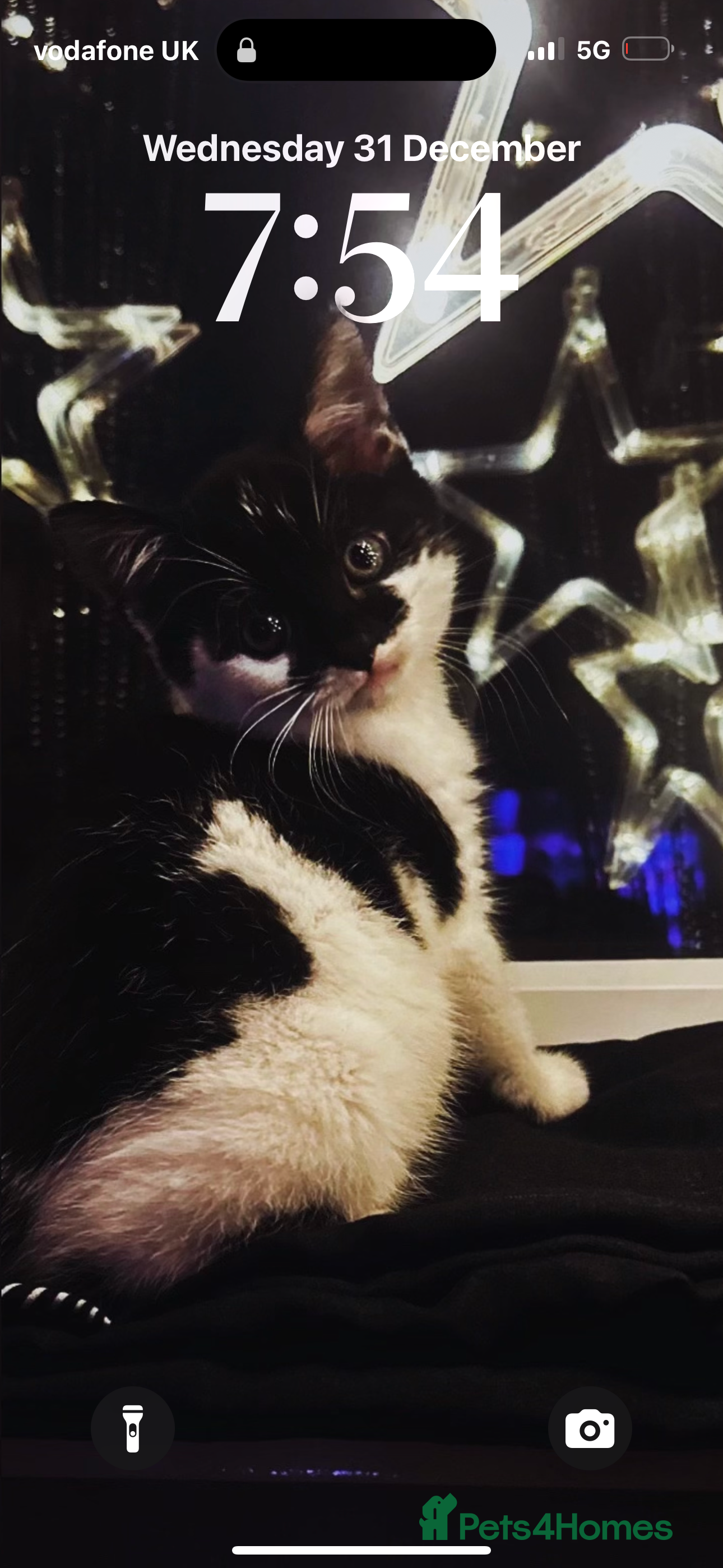 Mixed Breed cats Cute kitten for sale with accessories  - Advert 1