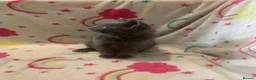 Scottish Fold cats for sale: Lovely & Energetic, Blue Scottish Straight Kitten! - Advert 4