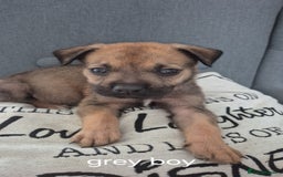 Mixed Breed dogs for sale: German shepard cross American bulldogs - Image 6