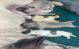 Frug dogs for sale: Frug puppies  - Image 3