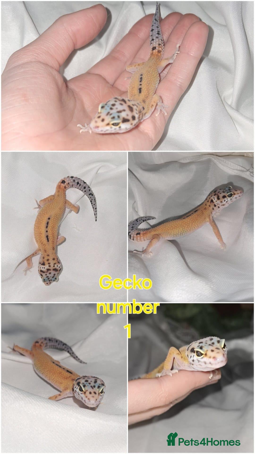 Leopard Gecko reptiles Leopard gecko  - Advert 15