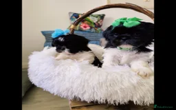 Shih Tzu dogs for sale: Shih Tzu puppies - Image 2