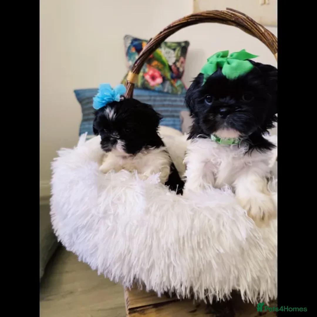 Shih Tzu dogs for sale: Shih Tzu puppies - Image 2
