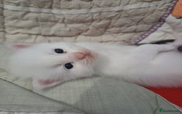 Maine Coon cats for sale: 3 gorgeous maincoon babies  - Image 5