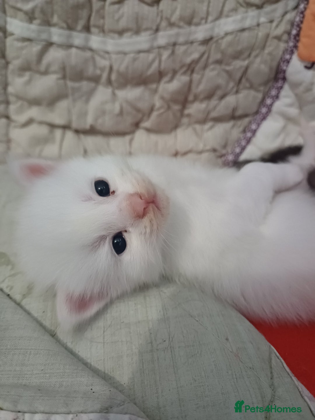 Maine Coon cats for sale: 3 gorgeous maincoon babies  - Image 5